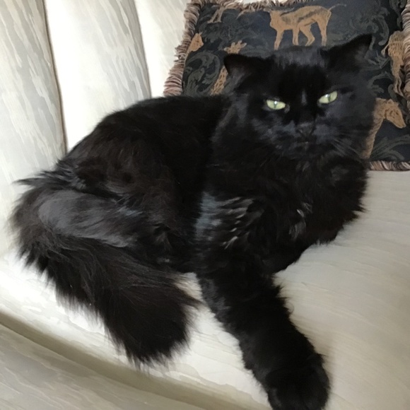 Meet your Posher, Susanne - Picture 1 of 16